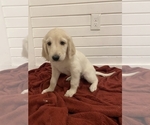 Small Photo #4 Goldendoodle Puppy For Sale in DENVER, CO, USA
