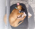 Small #4 Boxer Mix