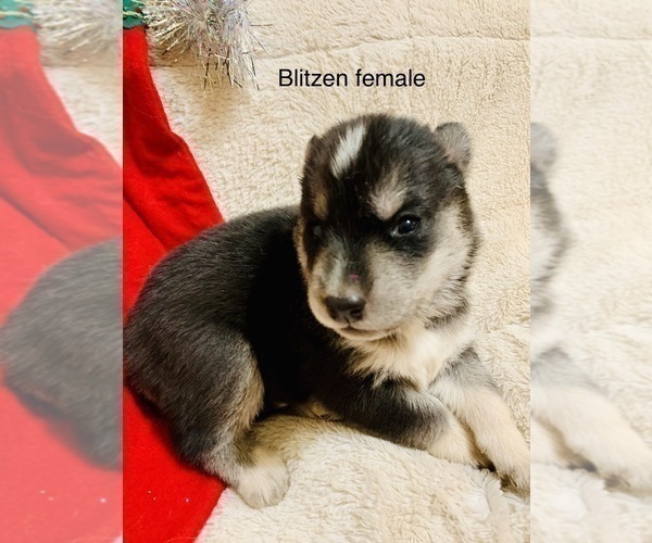 Medium Photo #8 Siberian Husky Puppy For Sale in WASHBURN, WI, USA