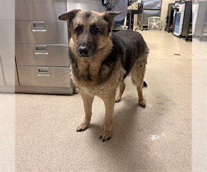 German Shepherd Dog Dogs for adoption in Riverside, CA, USA