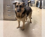 Small German Shepherd Dog