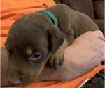 Small Photo #4 Doberman Pinscher Puppy For Sale in CHATSWORTH, GA, USA