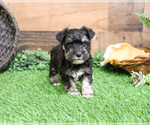 Small #10 Schnauzer (Miniature)