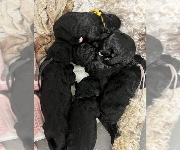 Medium Photo #31 Poodle (Standard) Puppy For Sale in TIMMONSVILLE, SC, USA