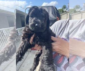 Schnauzer (Giant) Puppy for Sale in PATTERSON, Louisiana USA