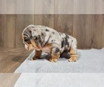 Small Photo #2 Bulldog Puppy For Sale in DENVER, CO, USA