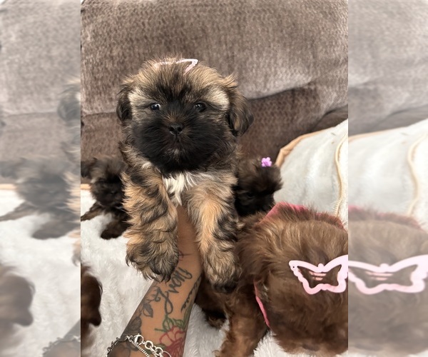 Medium Photo #4 Shih Tzu Puppy For Sale in KATY, TX, USA