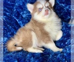Small #1 Pomsky