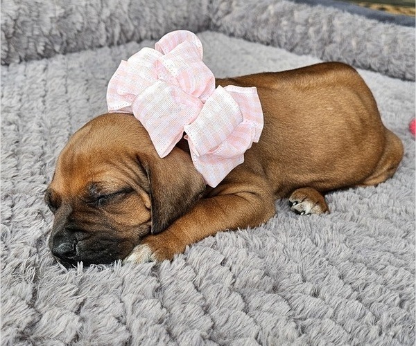 Medium Photo #18 Rhodesian Ridgeback Puppy For Sale in BUMPASS, VA, USA