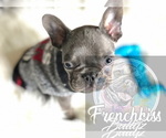 Small #26 French Bulldog