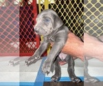 Puppy Cookie Weimaraner