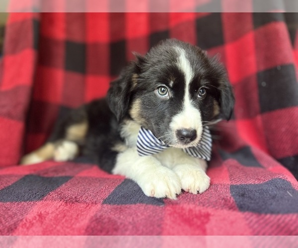 Medium Photo #6 Miniature Australian Shepherd Puppy For Sale in LAKELAND, FL, USA