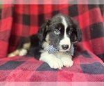 Small #5 Miniature Australian Shepherd