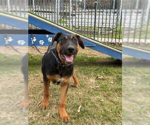 Rottweiler-Unknown Mix Dogs for adoption in Riverside, CA, USA