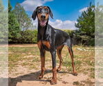 Small #1 Doberman Pinscher