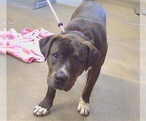 Staffordshire Bull Terrier Dogs for adoption in Sacramento, CA, USA