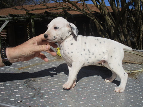 Medium Photo #1 Dalmatian Puppy For Sale in PALESTINE, TX, USA