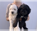 Small Photo #89 Miniature Bernedoodle Puppy For Sale in AUBURNDALE, FL, USA