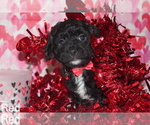 Small Photo #9 Maltipoo Puppy For Sale in COLORADO SPRINGS, CO, USA