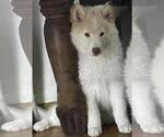Puppy 5 Samoyed-Siberian Husky Mix
