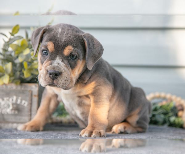 Medium Photo #5 Beabull Puppy For Sale in MILLERSBURG, OH, USA