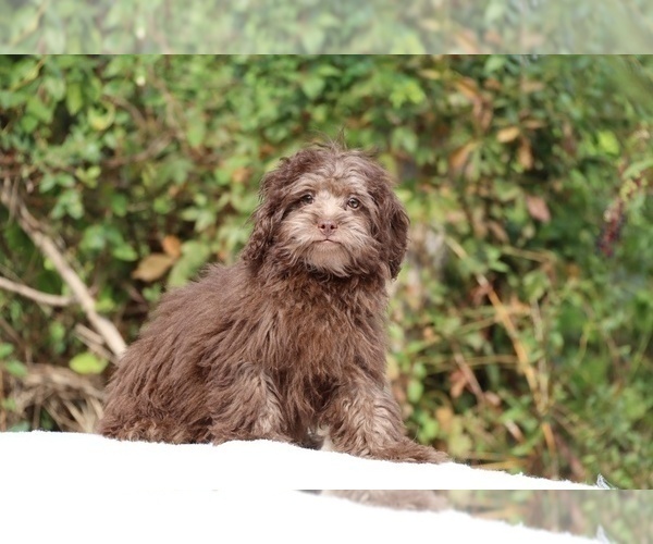 Medium Photo #1 ShihPoo Puppy For Sale in DYERSBURG, TN, USA