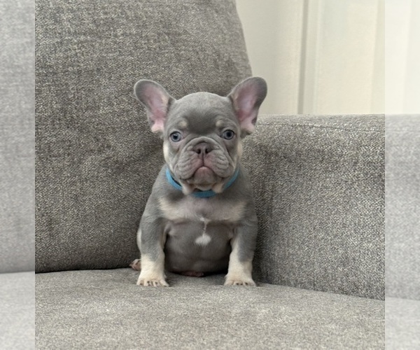 Medium Photo #5 French Bulldog Puppy For Sale in HESPERIA, CA, USA