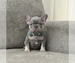 Small #4 French Bulldog