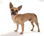 Small #1 Chihuahua