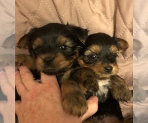 Yorkshire Terrier Puppy for sale in SAN ANGELO, TX, USA