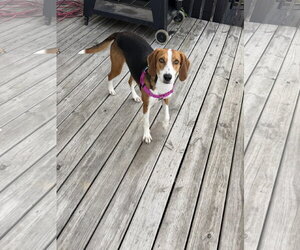 Jillian - Female Mutt Dog for Adoption - Photo #5