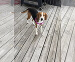 Small Photo #5 Mutt Puppy For Sale in Plainfield, IL, USA