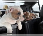 Small Photo #2 American Bulldog Puppy For Sale in BROOKFIELD, MO, USA