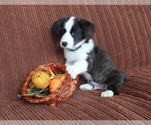 Cardigan Welsh Corgi Puppy for sale in LIVERMORE, CO, USA