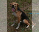 Small #5 German Shepherd Dog-Whippet Mix