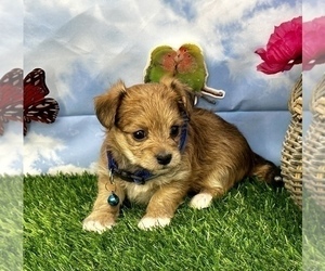 Morkie Dog for Adoption in CASSVILLE, Missouri USA