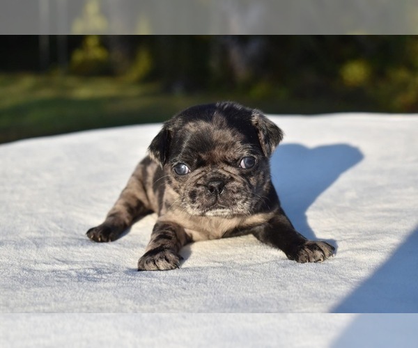 Medium Photo #5 Pug Puppy For Sale in PALM COAST, FL, USA
