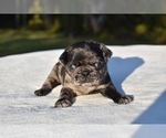 Small #4 Pug