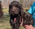 Small #2 Boykin Spaniel-Goldendoodle Mix