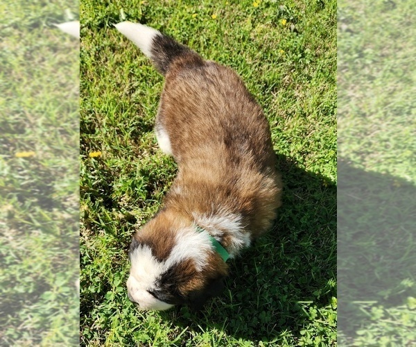 Medium Photo #30 Saint Bernard Puppy For Sale in TURLOCK, CA, USA