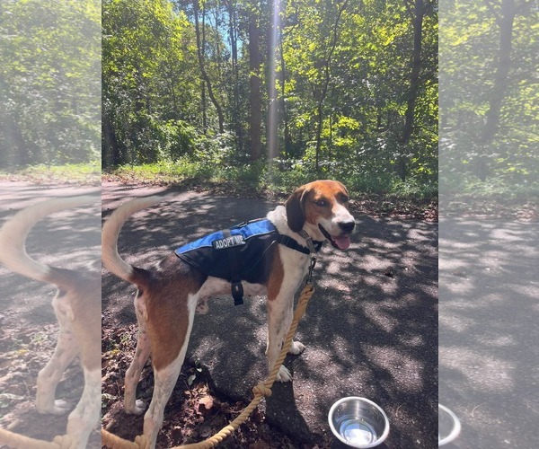 Medium Photo #2 Mutt Puppy For Sale in Rustburg, VA, USA