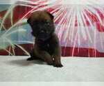 Puppy Purple Belgian Malinois