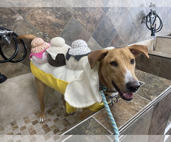 Medium Photo #3 Labrador Retriever-Rhodesian Ridgeback Mix Puppy For Sale in Rockaway, NJ, USA