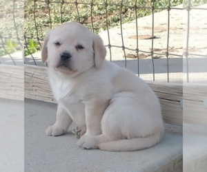 Labrador Retriever Puppy for sale in CALIENTE, CA, USA