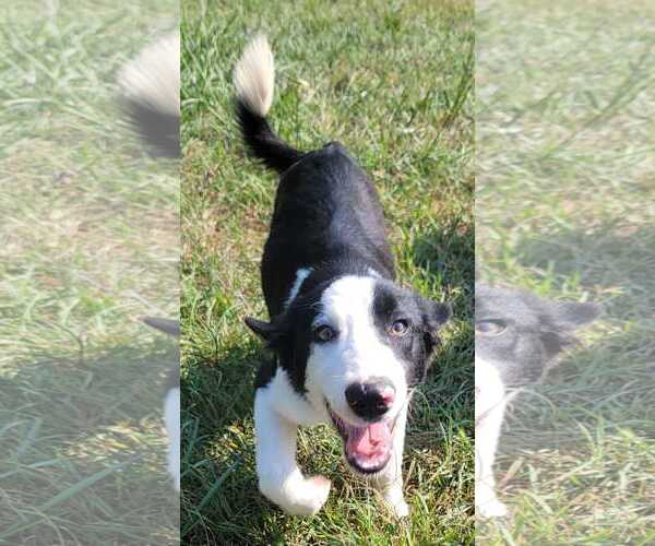 Medium Photo #3 Border Collie Puppy For Sale in Highland, IL, USA