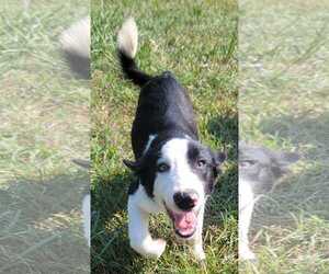 Nimbus - Male Border Collie Dog for Adoption - Photo #3