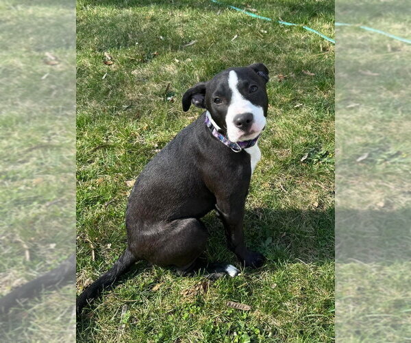 Medium Photo #3 Mutt Puppy For Sale in Wenonah, NJ, USA