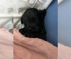 Shih-Poo Puppy for sale in STAFFORD, VA, USA