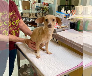 Chihuahua-Unknown Mix Dogs for adoption in Benton, LA, USA