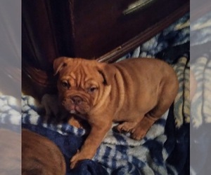 Bulldog Puppy for sale in MANTON, MI, USA
